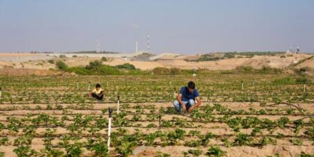 (فاو): الحرب الإسرائيلية على غزة تدمر 75% من الزراعة ومياه الري - عرب بريس