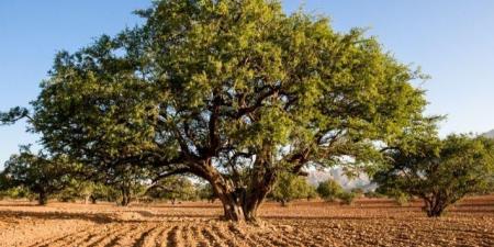 شجرة الأركان كنز طبيعي في المغرب - عرب بريس