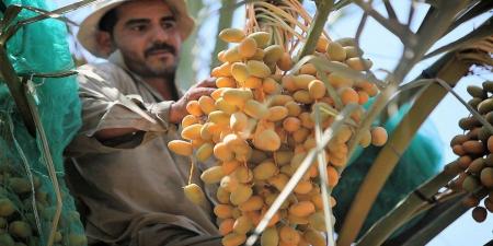 إعفاء العمالة الوافدة في القطاع الزراعي من الاشتراك بتأمين الشيخوخة والعجز الكلي - عرب بريس