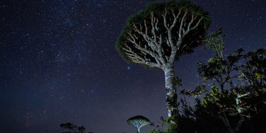 سقطرى Socotra Island أغنى بقاع الأرض بالتنوع البيولوجي والجزيرة المباركة التي أسرها الجمال والأساطير - عرب بريس