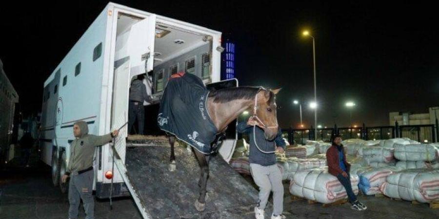 مصر للطيران تنقل الخيول المشاركة في بطولة قطر الدولية للفروسية علي طائرات الشحن الجوي (صور) - عرب بريس