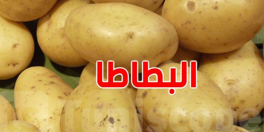 تقديرات بإنتاج 13664 طنا من البطاطا في قفصة - عرب بريس