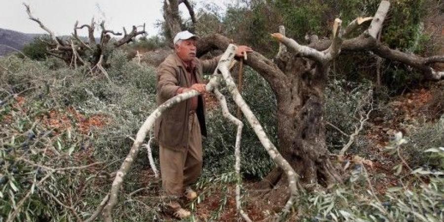 مستوطنون صهاينة يهاجمون أراضٍ زراعية في الأغوار ويقطعون أشجارًا - عرب بريس