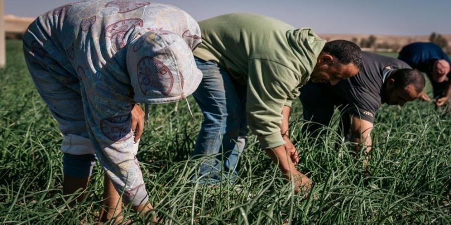 العمل: 304 آلاف عامل وافد حاصل على تصريح عمل أصولي - عرب بريس