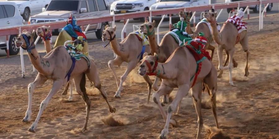 منافسات سن الفطامين في ميدان الذيد تنطلق السبت - عرب بريس