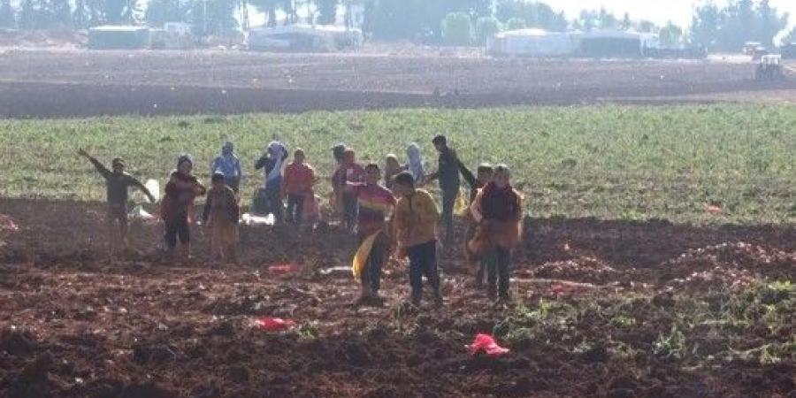 تقرير مصور | مزارعو البقاع يعودون إلى أرضهم رغم آثار العدوان الاسرائيلي الأخير - عرب بريس