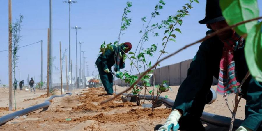 زراعة نحو 300 ألف شجرة وشتلة بميادين وساحات وحدائق منطقة الباحة في 2024 - عرب بريس