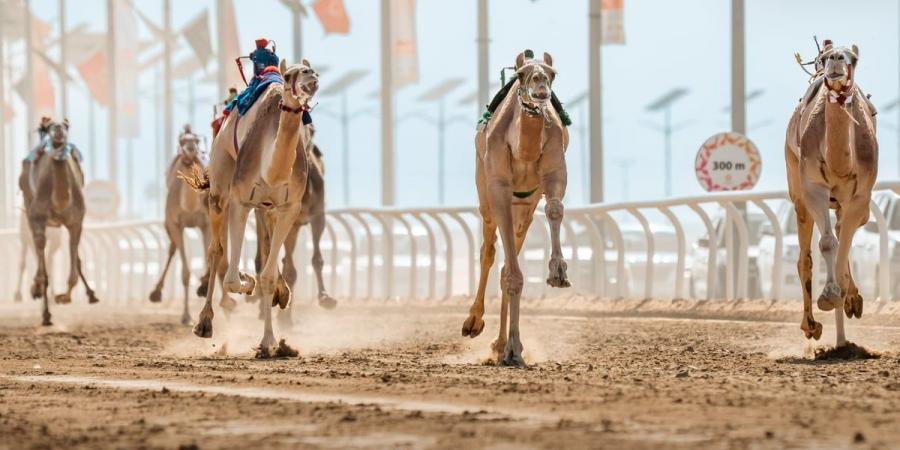 اليوم.. انطلاق مهرجان خادم الحرمين الشريفين للهجن 2025 - عرب بريس