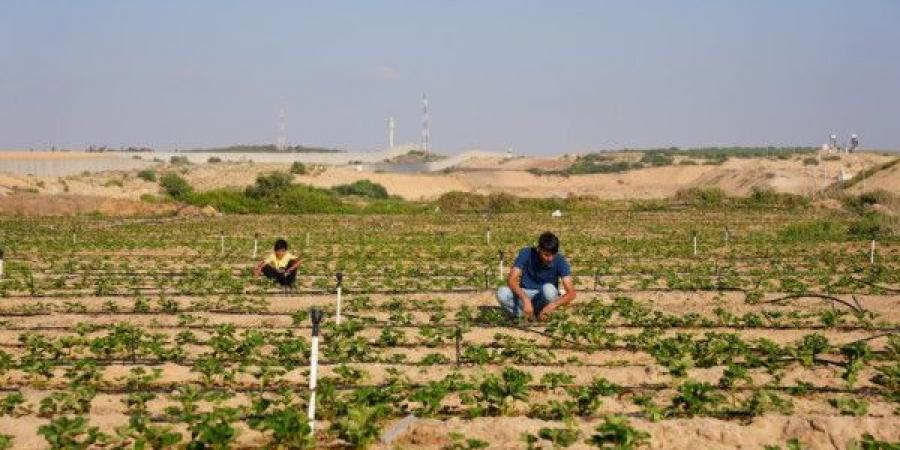 (فاو): الحرب الإسرائيلية على غزة تدمر 75% من الزراعة ومياه الري - عرب بريس