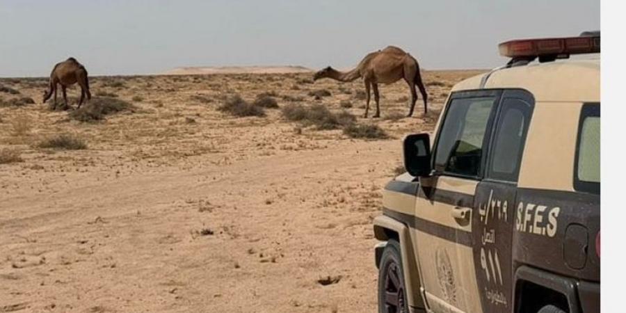 ضبط مواطن لارتكابه مخالفة الرعي في محمية الملك عبد العزيز - عرب بريس