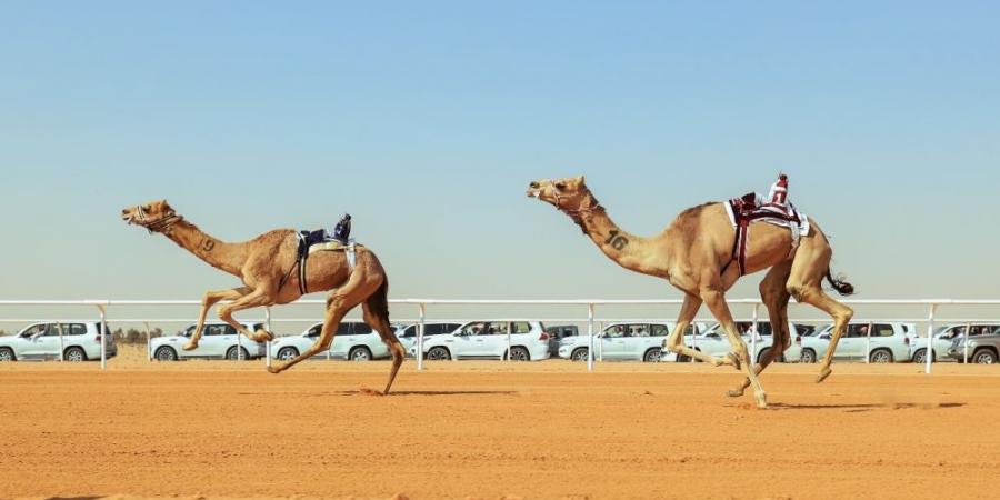 أرضية ميدان الجنادرية للهجن.. مواصفات عالمية - عرب بريس