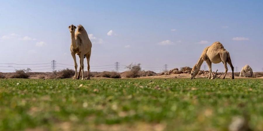 الإبل في فياض غرب رفحاء.. لوحة جمالية تجمع الطبيعة والتراث - عرب بريس