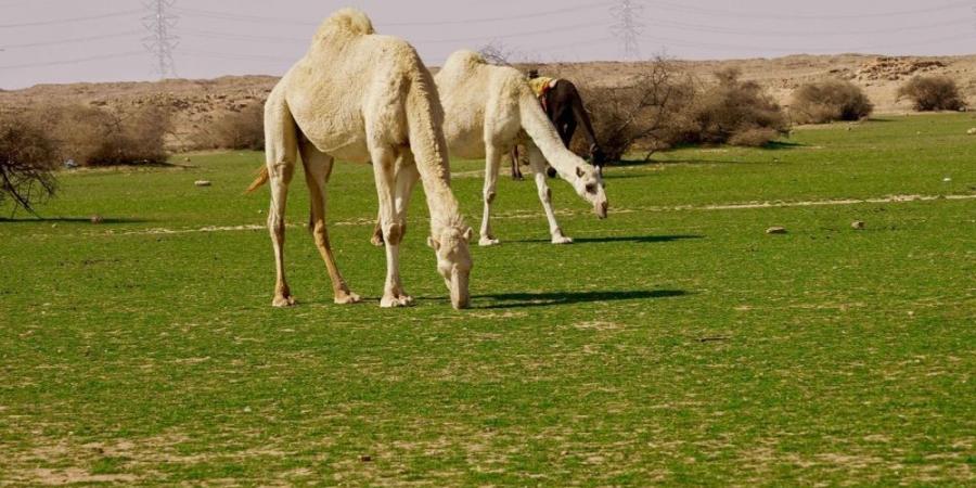 الإبل في فياض غرب رفحاء.. لوحة جمالية تجمع الطبيعة والتراث - عرب بريس