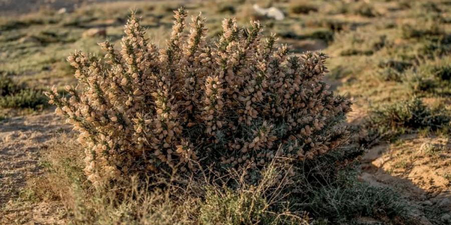 "شجيرة القتاد" تسهم في التنوع البيئي بالحدود الشمالية - عرب بريس