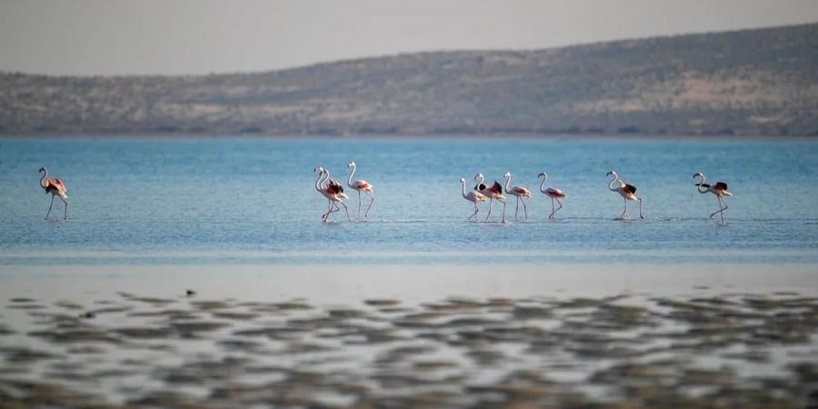 تسجيل 10 آلاف طائر مائي في محمية جزر فرسان - عرب بريس