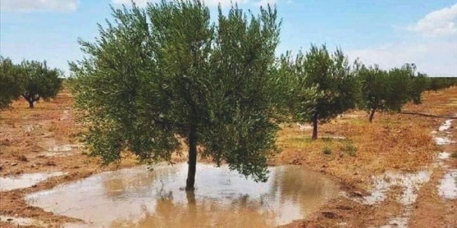 اعلاها بنفطة.. كميات الامطار المسجلة منذ صباح اليوم - عرب بريس