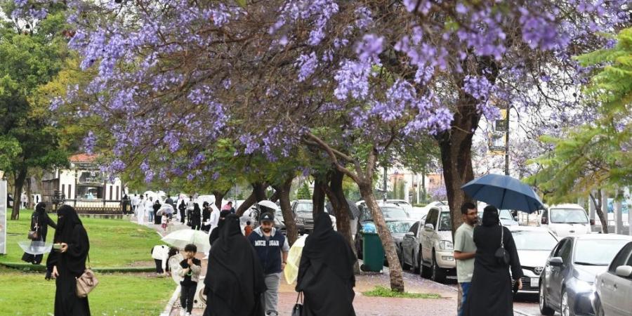 الأرصاد لـ "اليوم": تحسن تدريجي لطقس المملكة.. والربيع يتزامن مع رمضان - عرب بريس