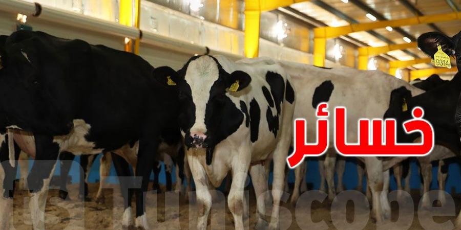 خسائر مربي الأبقار الحلوب بين 2020 و2023 بلغت هذا المبلغ - عرب بريس