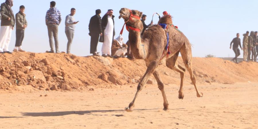 بمشاركة ثلاث دول عربية.. اليوم الأول لسباق الهجن بالاسماعيلية - عرب بريس