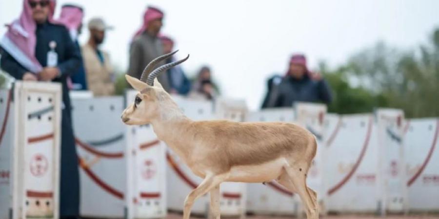 مهددة بالانقراض.. إطلاق 10 ظباء ريم في متنزه الزلفي الوطني - عرب بريس