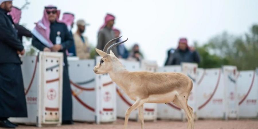 الحياة الفطرية يطلق 10 ظباء ريم في متنزه الزلفي الوطني ضمن جهود الاستدامة البيئية - عرب بريس